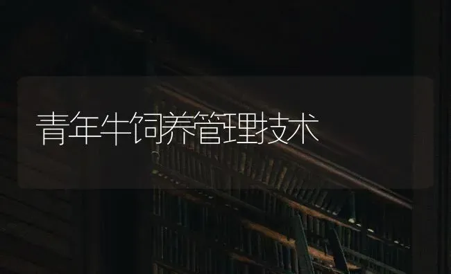 青年牛饲养管理技术 | 养殖技术大全