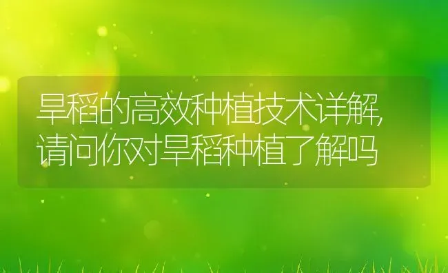 旱稻的高效种植技术详解,请问你对旱稻种植了解吗 | 养殖学堂