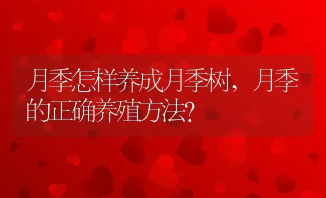月季怎样养成月季树,月季的正确养殖方法？ | 养殖科普