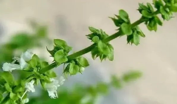 金不换和荆芥一样吗 | 常识大全