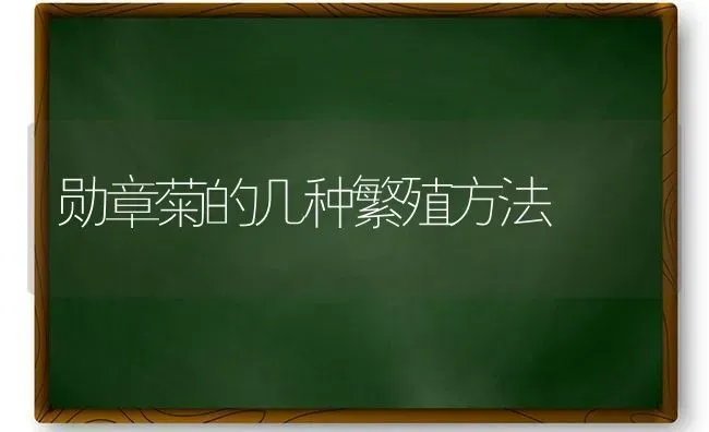 勋章菊的几种繁殖方法 | 养殖技术大全