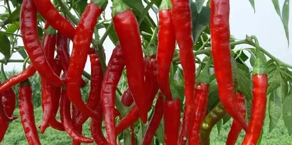 辣椒高产种植技术，建议农户收藏！ | 生活妙招