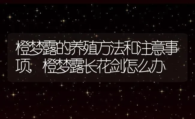 橙梦露的养殖方法和注意事项,橙梦露长花剑怎么办 | 养殖学堂