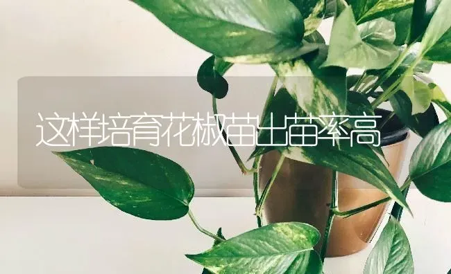 这样培育花椒苗出苗率高 | 养殖技术大全