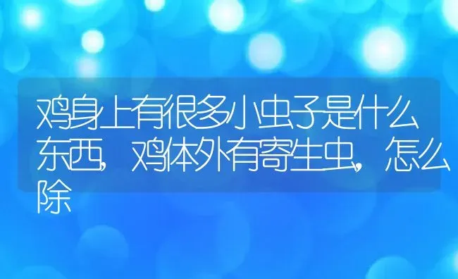 鸡身上有很多小虫子是什么东西,鸡体外有寄生虫，怎么除 | 养殖学堂