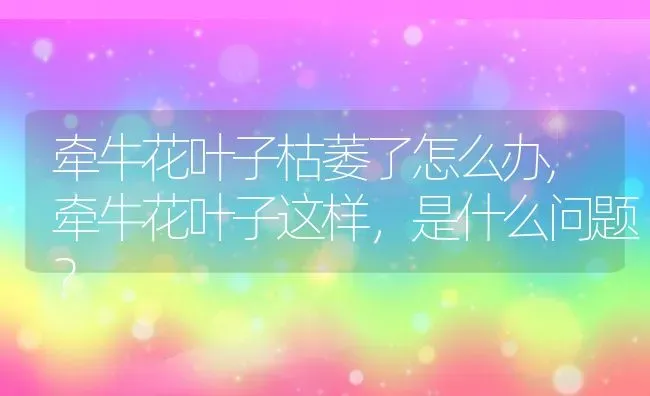 牵牛花叶子枯萎了怎么办,牵牛花叶子这样，是什么问题？ | 养殖科普
