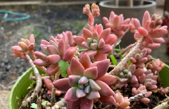 秋丽为什么没人喜欢养,秋丽多肉用深花盆还是浅花盆？