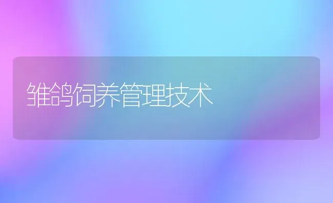 雏鸽饲养管理技术 | 养殖技术大全