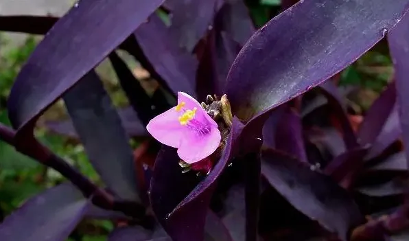 紫鸭趾草怎么造型 | 妙招大全