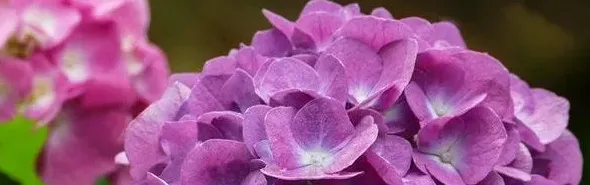 紫阳花花期多长时间花期是什么时候,八仙花幼苗31度时该如何养护？