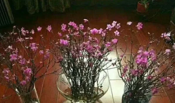 干枝杜鹃是一次性的么 | 妙招大全