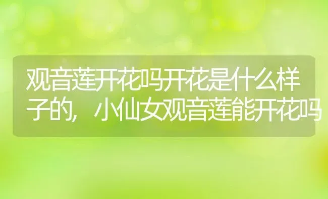 观音莲开花吗开花是什么样子的,小仙女观音莲能开花吗 | 养殖学堂