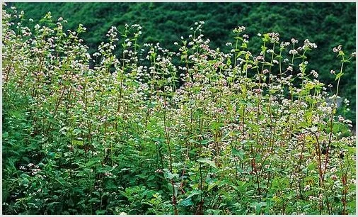 苦荞茶加工技术 | 妙招大全