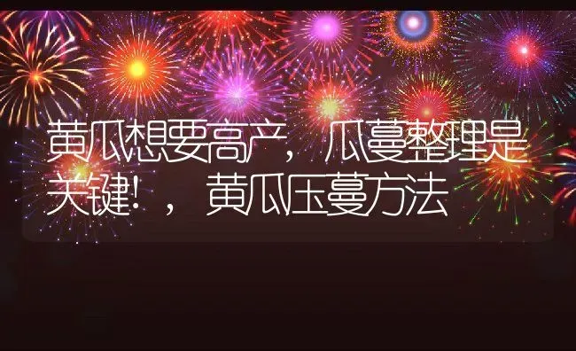 黄瓜想要高产,瓜蔓整理是关键!,黄瓜压蔓方法 | 养殖学堂