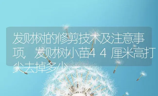 发财树的修剪技术及注意事项,发财树小苗44厘米高打尖去掉多少 | 养殖学堂