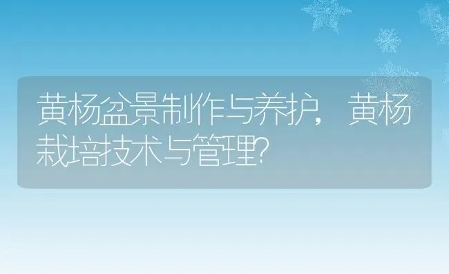 黄杨盆景制作与养护,黄杨栽培技术与管理？ | 养殖科普