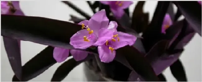 紫鸭趾草怎么造型 | 妙招大全