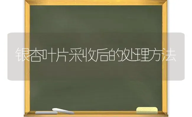 银杏叶片采收后的处理方法 | 养殖技术大全