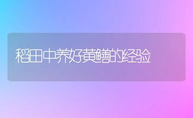 稻田中养好黄鳝的经验 | 养殖技术大全