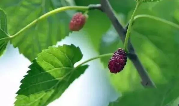 桑树的作用 | 生活常识