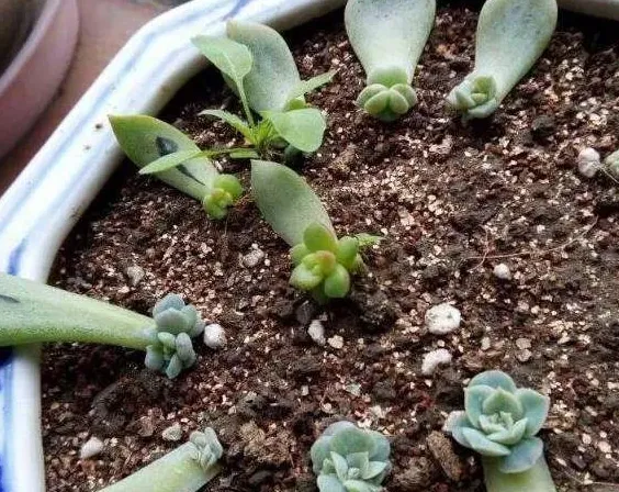 多肉叶子怎么生根,多肉叶插应该平放还是竖放？
