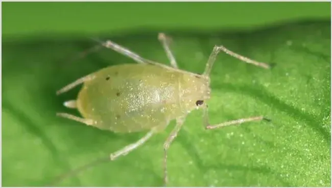 防治蚜虫有哪些特效药？ | 实用知识