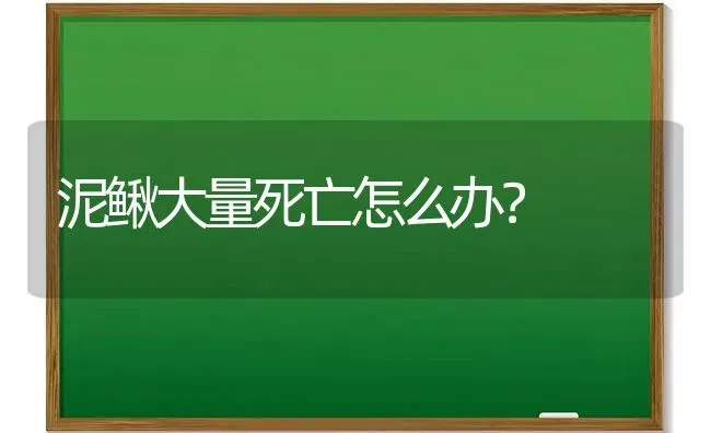 泥鳅大量死亡怎么办? | 养殖技术大全