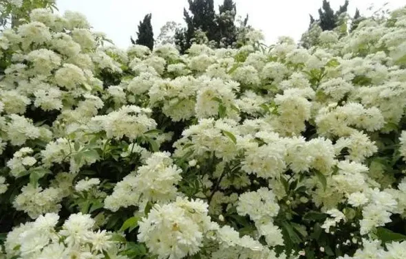 木香花为什么不能种在家里,爬藤木香花的种植养护方法？