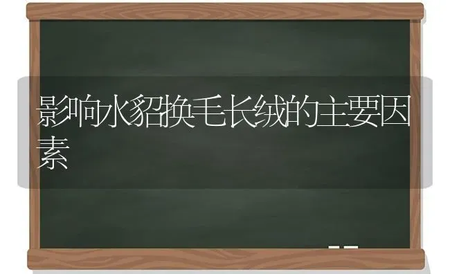 影响水貂换毛长绒的主要因素 | 养殖知识