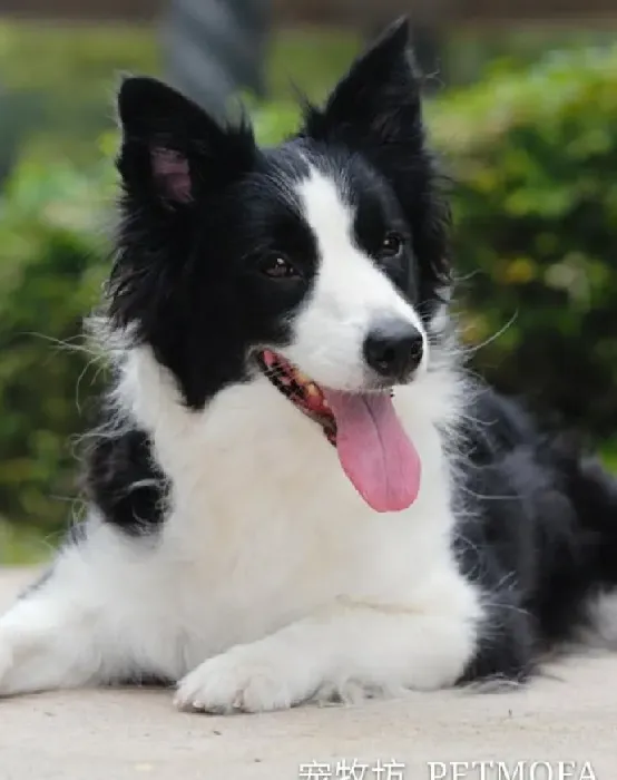 边境牧羊犬优缺点,你知道边牧的优点和缺点，以及怎么挑选小边吗？