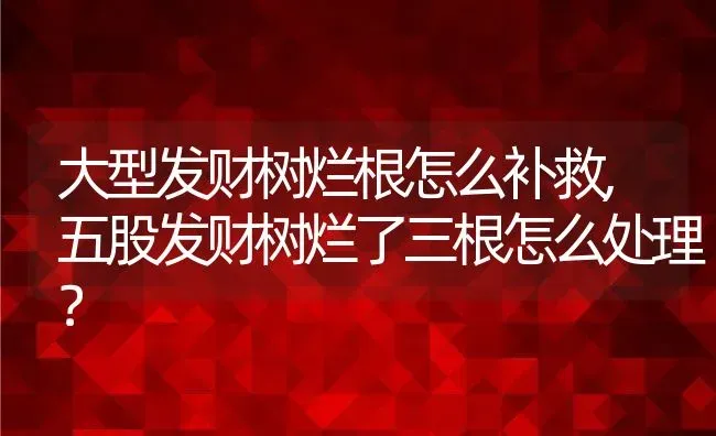 大型发财树烂根怎么补救,五股发财树烂了三根怎么处理？ | 养殖科普