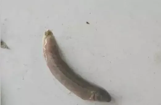 近期泥鳅出现大量死亡处理方案分享 | 生活妙招