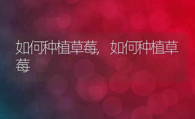如何种植草莓,如何种植草莓 | 养殖科普