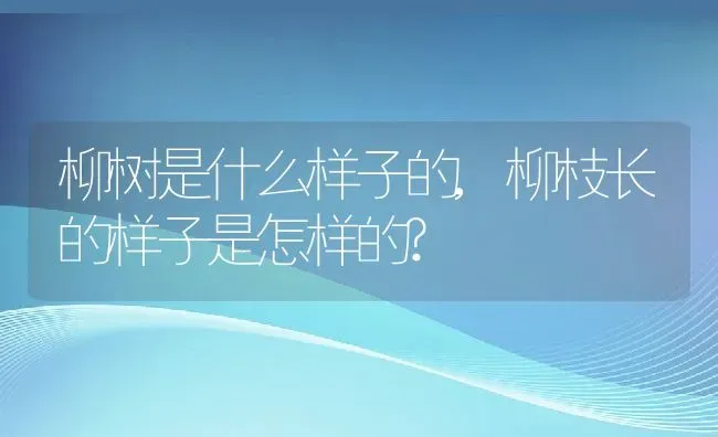 柳树是什么样子的,柳枝长的样子是怎样的? | 养殖科普