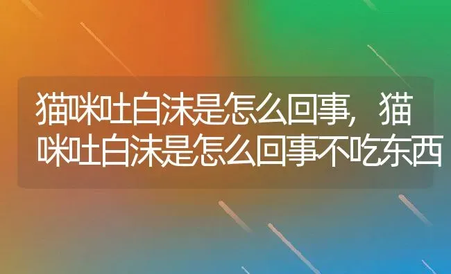 猫咪吐白沫是怎么回事,猫咪吐白沫是怎么回事不吃东西 | 养殖资料