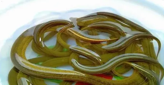 黄鳝补肾吗 | 实用知识