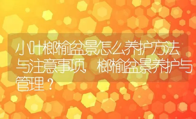 小叶榔榆盆景怎么养护方法与注意事项,榔榆盆景养护与管理？ | 养殖科普