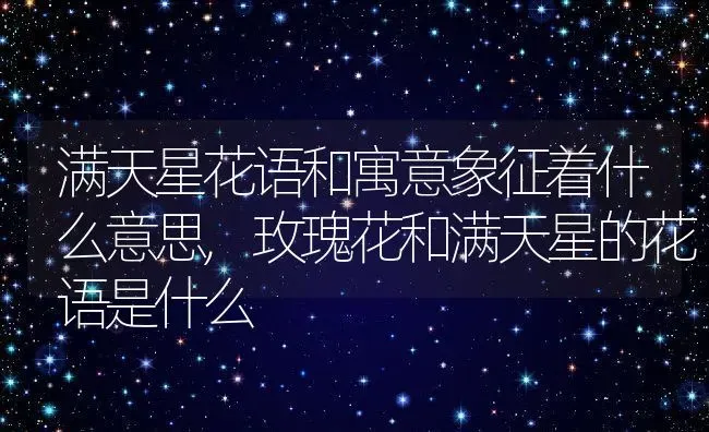 满天星花语和寓意象征着什么意思,玫瑰花和满天星的花语是什么 | 养殖科普