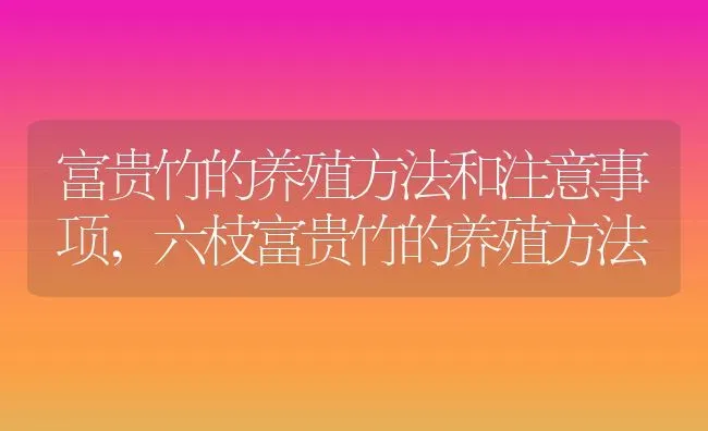 富贵竹的养殖方法和注意事项,六枝富贵竹的养殖方法 | 养殖学堂