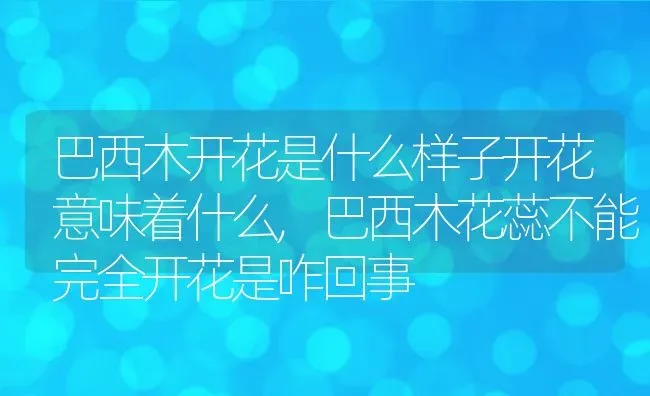 巴西木开花是什么样子开花意味着什么,巴西木花蕊不能完全开花是咋回事 | 养殖学堂