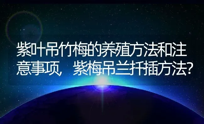 紫叶吊竹梅的养殖方法和注意事项,紫梅吊兰扦插方法？ | 养殖科普