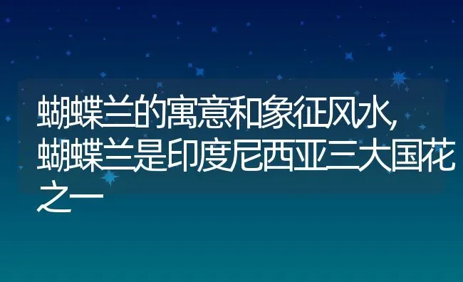 蝴蝶兰的寓意和象征风水,蝴蝶兰是印度尼西亚三大国花之一 | 养殖学堂