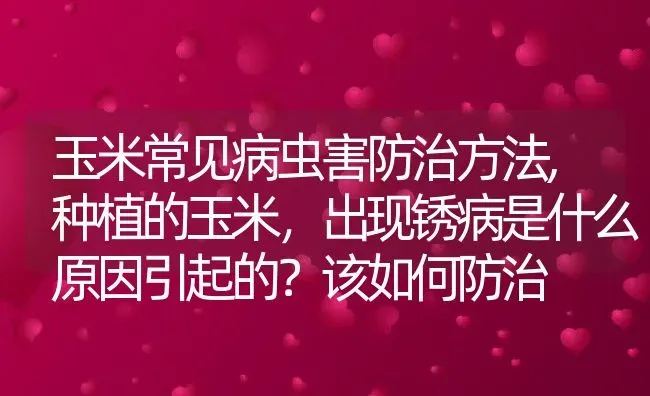 玉米常见病虫害防治方法,种植的玉米，出现锈病是什么原因引起的？该如何防治 | 养殖学堂