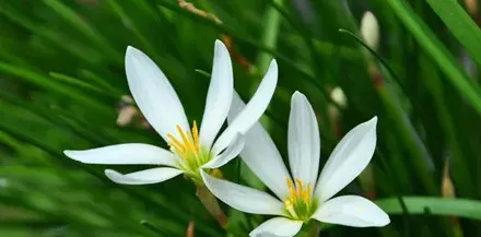 葱兰的花语是什么,野生葱兰哪里有？