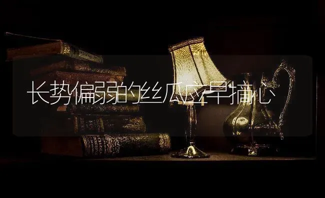 长势偏弱的丝瓜应早摘心 | 养殖知识