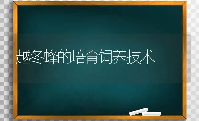 越冬蜂的培育饲养技术 | 养殖技术大全