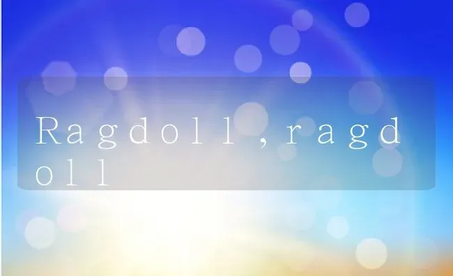 Ragdoll,ragdoll | 养殖科普