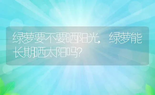 绿萝要不要晒阳光,绿萝能长期晒太阳吗？ | 养殖科普