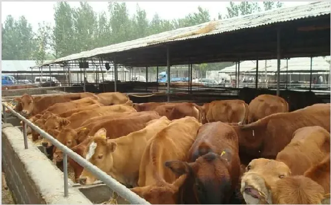 肉牛春季快速育肥技术 | 三农知识