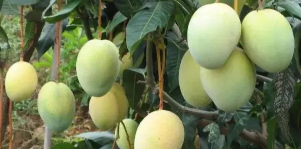 提高芒果树产量的追肥技巧有哪些？ | 妙招大全